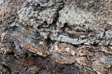 Sahilde gri taş keskin