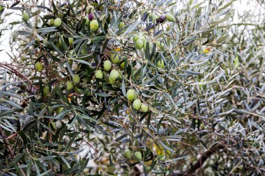 Zeytin ağacının ayrıntı