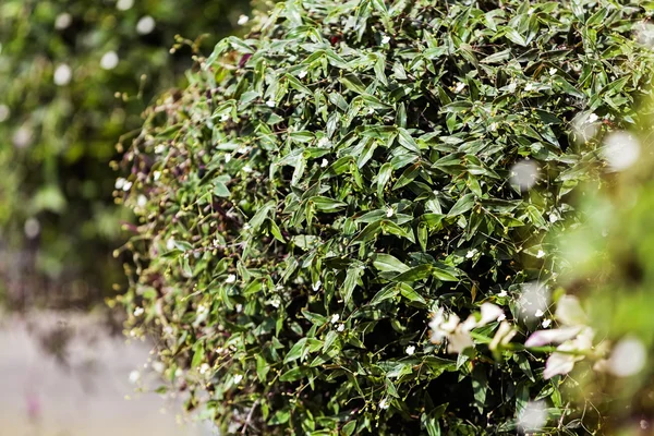 Plantas verdes en el espectáculo de jardín — Foto de Stock