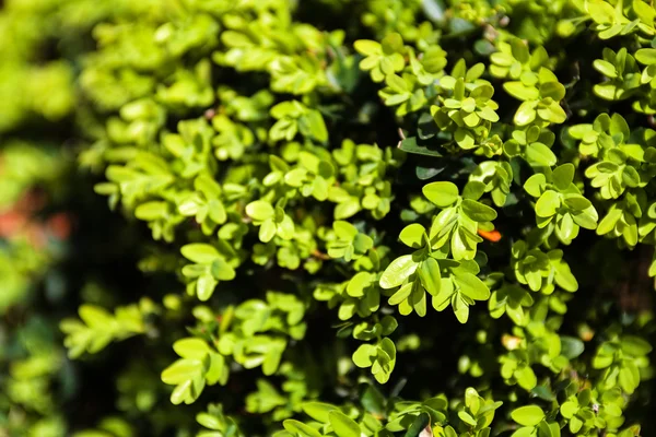 Yeşil bitkiler Bahçe gösterisi — Stok fotoğraf