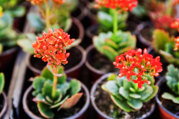 Flores coloridas no show do jardim — Fotografia de Stock