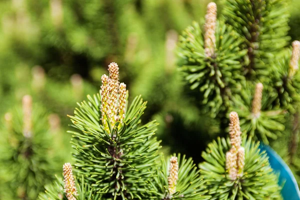 Grüne Pflanzen bei Gartenschau — Stockfoto