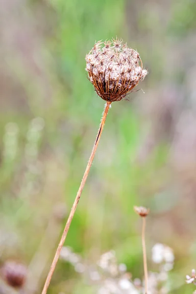 Rostliny na středomořské pobřeží — Stock fotografie