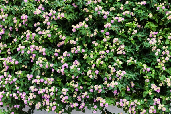 Plantes et fleurs vertes au bord de la mer Méditerranée — Photo