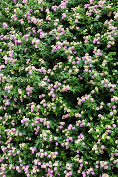 Plantes et fleurs vertes au bord de la mer Méditerranée — Photo