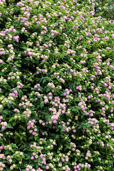 Plantes et fleurs vertes au bord de la mer Méditerranée — Photo