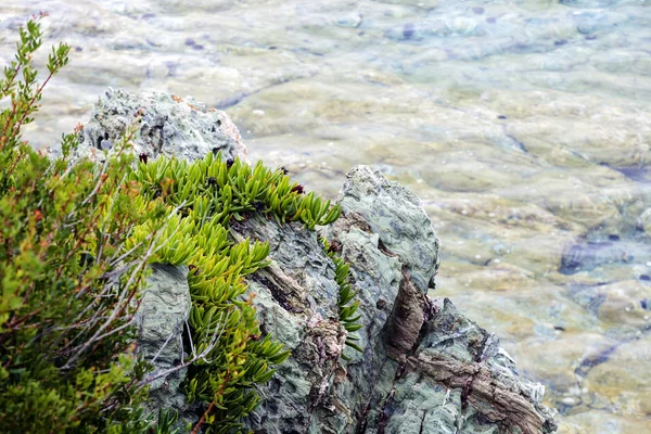 地中海の海辺の植物 — ストック写真