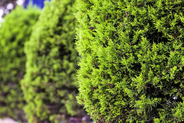 Plants at Mediterranean seaside Stock Picture