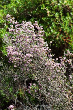 Yeşil bitkiler ve çiçekler, Akdeniz sahil
