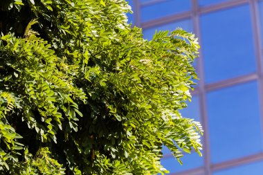 bir ağaç dalında yeşil yapraklar