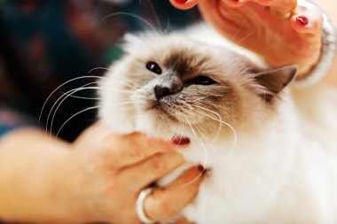 Kedi evde beslenen hayvan göstermek