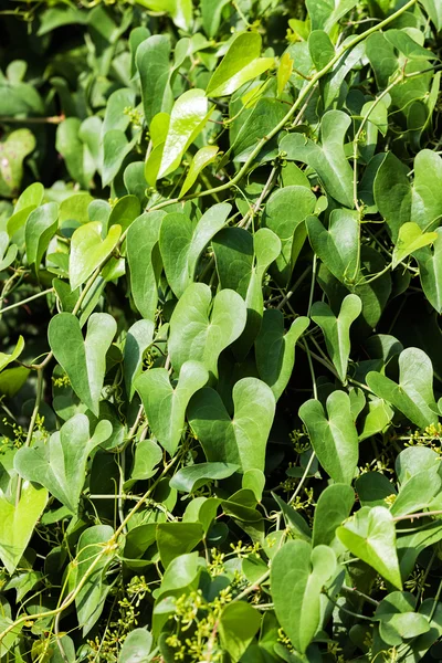 Plantas à beira-mar do Mediterrâneo — Fotografia de Stock