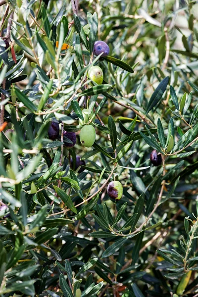 Olive tree detail — Stock Photo, Image