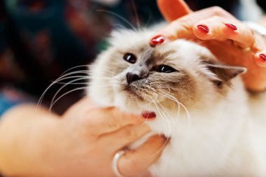 Kedi evde beslenen hayvan göstermek