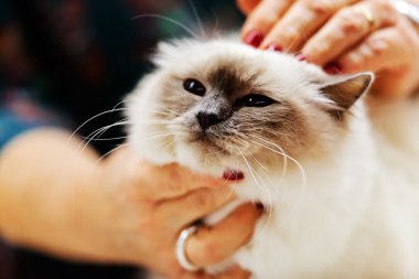 Kedi evde beslenen hayvan göstermek