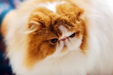 Kedi evde beslenen hayvan göstermek