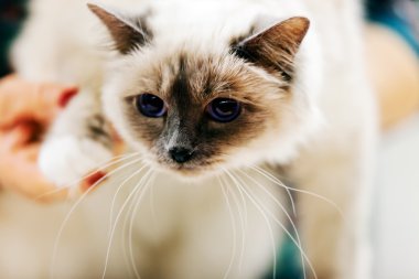 Kedi evde beslenen hayvan göstermek