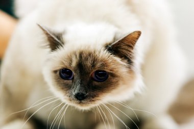 Gösteri başına kedi