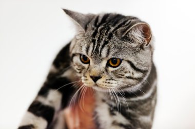 Kedi kedi göstermek