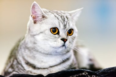 Kedi evde beslenen hayvan göstermek