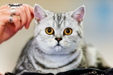 Kedi kedi göstermek