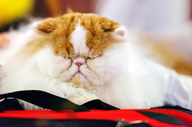 Kedi evde beslenen hayvan göstermek