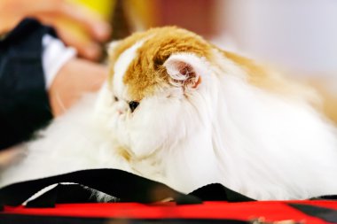 Kedi evde beslenen hayvan göstermek