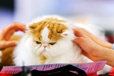 Kedi kedi göstermek