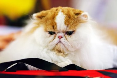 Kedi kedi göstermek