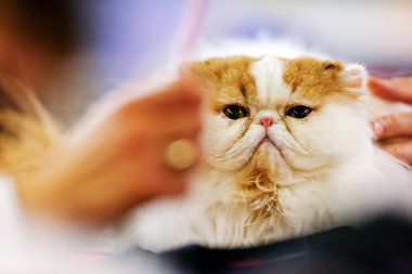 Kedi kedi göstermek