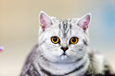 Kedi kedi göstermek