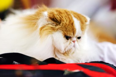 Kedi kedi göstermek