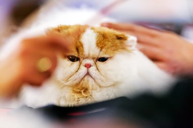 Kedi kedi göstermek