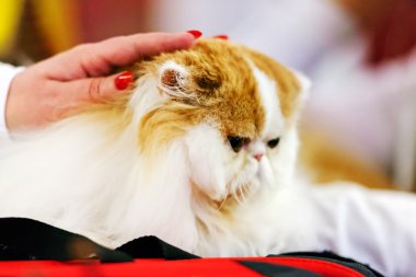 Kedi evde beslenen hayvan göstermek