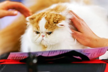 Kedi evde beslenen hayvan göstermek