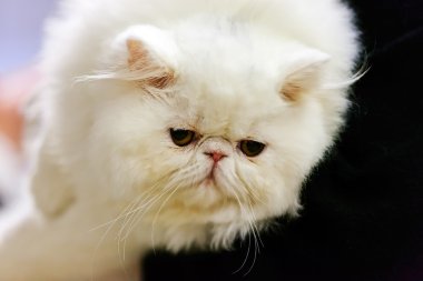 Kedi evde beslenen hayvan göstermek