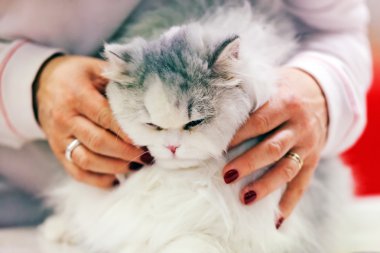 Kedi evde beslenen hayvan göstermek