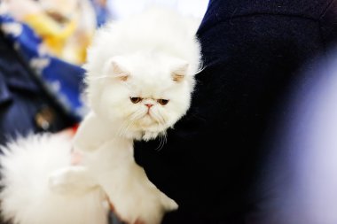 Kedi evde beslenen hayvan göstermek