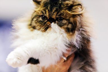 Kedi evde beslenen hayvan göstermek