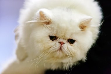 Kedi evde beslenen hayvan göstermek