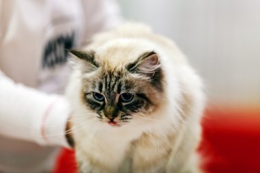 Kedi evde beslenen hayvan göstermek