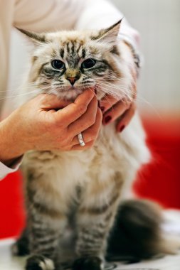 Kedi evde beslenen hayvan göstermek