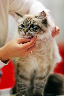 Kedi evde beslenen hayvan göstermek