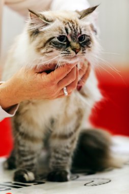 Kedi evde beslenen hayvan göstermek