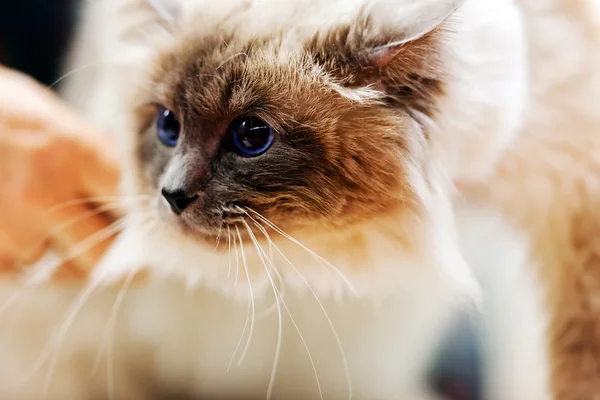 Γάτα στο κατοικίδιο ζώο σαλόνι — Φωτογραφία Αρχείου