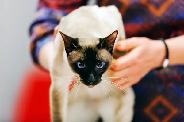 Cat at pet show