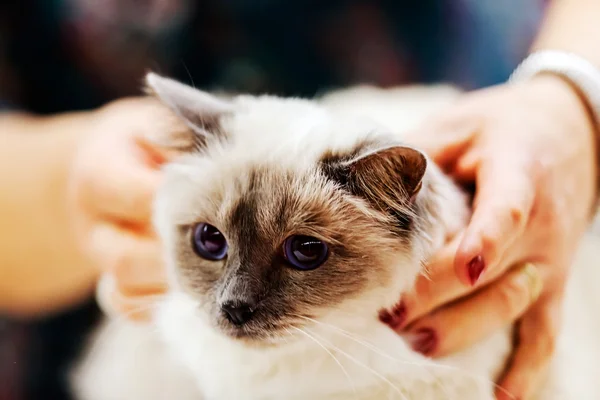 Kedi evde beslenen hayvan göstermek — Stok fotoğraf