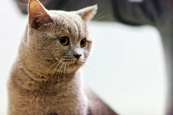 純血種猫 — ストック写真