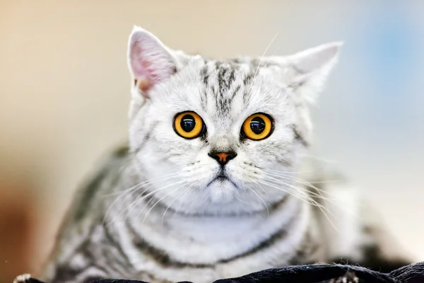 Cat at pet show — Stock Photo, Image