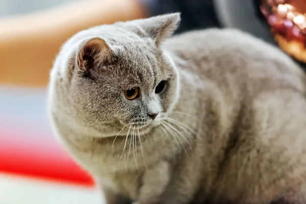 Raça pura gato — Fotografia de Stock